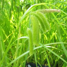 Attēlu rezultāti vaicājumam “Carex pseudocyperus male flower”