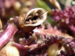 Attēlu rezultāti vaicājumam “Pedicularis palustris fruit”