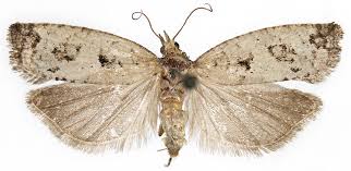 Attēlu rezultāti vaicājumam “Epinotia brunnichana”