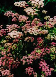Image result for Pimpinella major