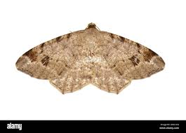 Attēlu rezultāti vaicājumam “Macaria signaria”