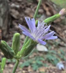 Attēlu rezultāti vaicājumam “Lactuca tatarica flower”