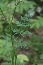 Attēlu rezultāti vaicājumam “Selinum carvifolia”