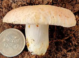 Attēlu rezultāti vaicājumam “Comatricha meandrispora macro”