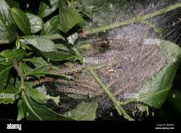 Attēlu rezultāti vaicājumam “Yponomeuta malinellus / cagnagella larva”