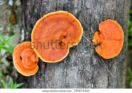 Attēlu rezultāti vaicājumam “Pycnoporus cinnabarinus”