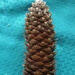 Attēlu rezultāti vaicājumam “Picea abies fruit”