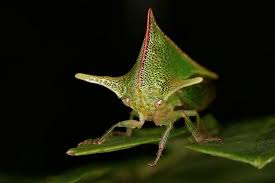 Attēlu rezultāti vaicājumam “Oligonema persimile macro”