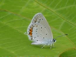 Attēlu rezultāti vaicājumam “Everes argiades”