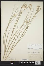 Attēlu rezultāti vaicājumam “Luzula luzuloides”