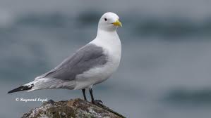 Attēlu rezultāti vaicājumam “Rissa tridactyla adult”