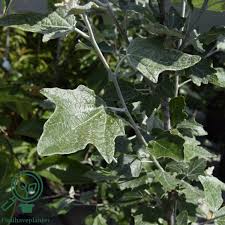 Attēlu rezultāti vaicājumam “Populus alba Nivea”