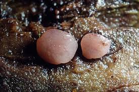 Attēlu rezultāti vaicājumam “Ombrophila violacea”