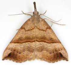 Attēlu rezultāti vaicājumam “Hypena rostralis”