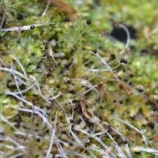 Attēlu rezultāti vaicājumam “Lophocolea coadunata”