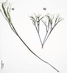 Attēlu rezultāti vaicājumam “Batrachium”
