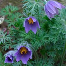 Attēlu rezultāti vaicājumam “Pulsatilla vulgaris flower”
