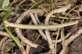 Attēlu rezultāti vaicājumam “Rhodostrophia vibicaria”
