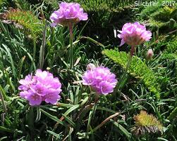 Attēlu rezultāti vaicājumam “Plumbaginaceae”