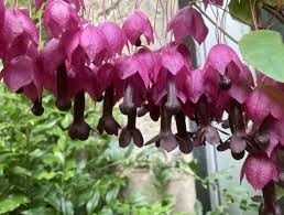 Image result for Rhodochiton atrosanguineum