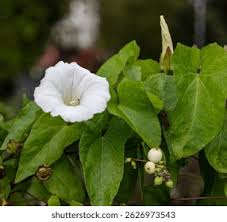 Attēlu rezultāti vaicājumam “Calystegia inflata”