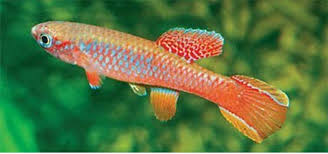 Image result for Aphyosemion