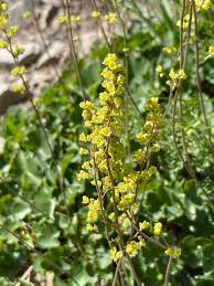 Attēlu rezultāti vaicājumam “Saxifragaceae”