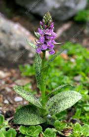 Attēlu rezultāti vaicājumam “Dactylorhiza maculata leaf”