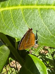 Attēlu rezultāti vaicājumam “Thecla betulae male”