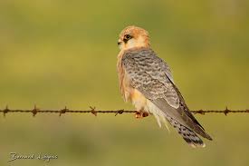 Attēlu rezultāti vaicājumam “Falco vespertinus adult”