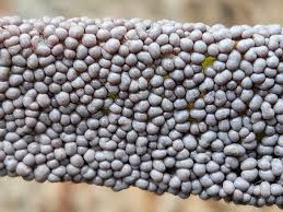 Attēlu rezultāti vaicājumam “Physarum bryomacrocarpum”