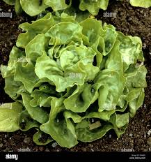 Image result for Kopfsalat