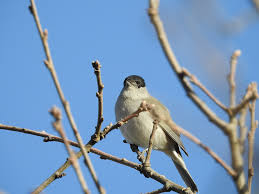 Attēlu rezultāti vaicājumam “Sylvia atricapilla male”
