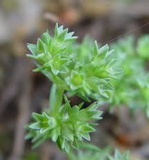 Attēlu rezultāti vaicājumam “Scleranthus perennis flower”