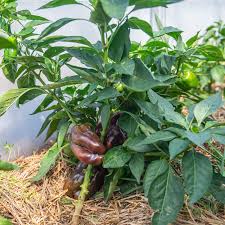 Afbeeldingsresultaat voor chocolate beauty sweet pepper