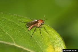 Attēlu rezultāti vaicājumam “Mycetophilidae”