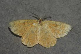 Attēlu rezultāti vaicājumam “Angerona prunaria”