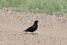 Image result for Melanocorypha yeltoniensis