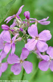 Attēlu rezultāti vaicājumam “Hesperis matronalis leaf”