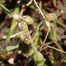 Attēlu rezultāti vaicājumam “Cerastium semidecandrum bud”