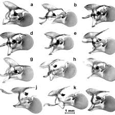 Attēlu rezultāti vaicājumam “Pyrgus alveus underside”