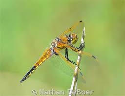 Attēlu rezultāti vaicājumam “Libellula quadrimaculata”