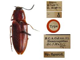 Attēlu rezultāti vaicājumam “Hemicrepidius sp.”