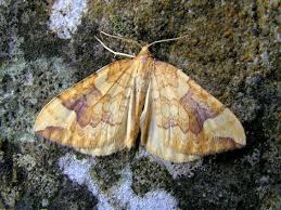 Attēlu rezultāti vaicājumam “Eulithis populata”