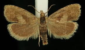 Attēlu rezultāti vaicājumam “Dichrorampha simpliciana”