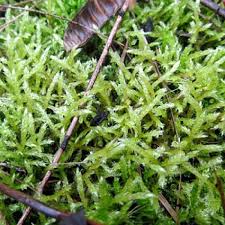 Attēlu rezultāti vaicājumam “Brachythecium campestre”