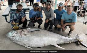 Image result for giant tuna