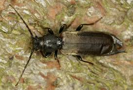 Attēlu rezultāti vaicājumam “Tetropium fuscum”