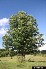 Attēlu rezultāti vaicājumam “Acer pseudoplatanus”