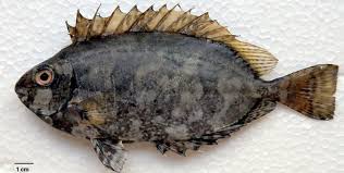 Image result for Siganus rivulatus